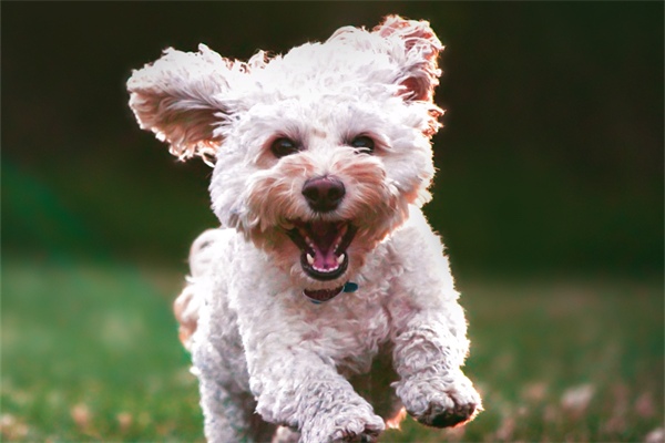 狗狗吃狗粮不嚼直接吞怎么办？ - 悠悠酷狗网