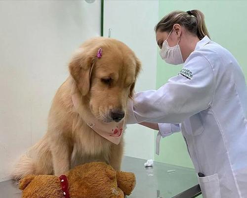 狗的最大恐惧——孤独感(探索狗对孤独感的深度恐惧以及如何帮助它们克服)(图3) 狗的最大恐惧——孤独感(探索狗对孤独感的深度恐惧以及如何帮助它们克服)(图3)