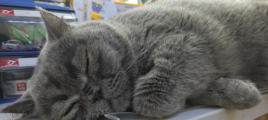 动物为何喜欢闻自己的屎？（揭秘动物闻屎行为的原因与意义） - 悠悠酷狗网