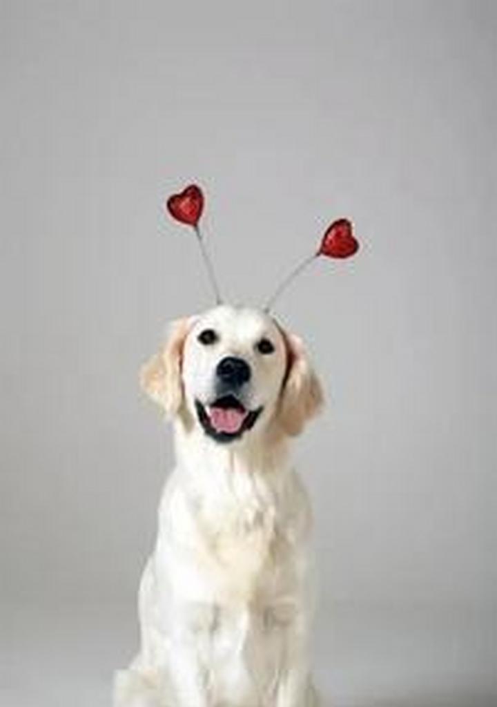 狗的最大恐惧——孤独感(探索狗对孤独感的深度恐惧以及如何帮助它们克服)(图2) 狗的最大恐惧——孤独感(探索狗对孤独感的深度恐惧以及如何帮助它们克服)(图2)