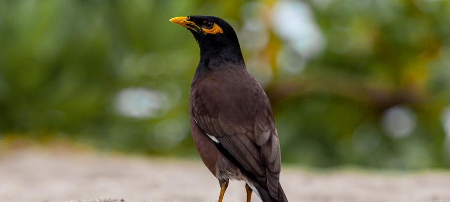 小八哥鸟的饮食习性（探究小八哥鸟的美食之旅） - 悠悠酷狗网