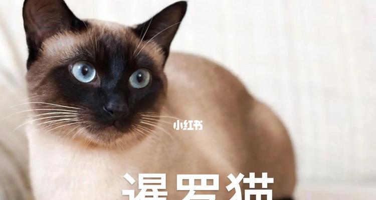 猫的品种代表了什么意思?(探究不同猫品种的象征意义)(图1) 猫的品种代表了什么意思?(探究不同猫品种的象征意义)(图1)