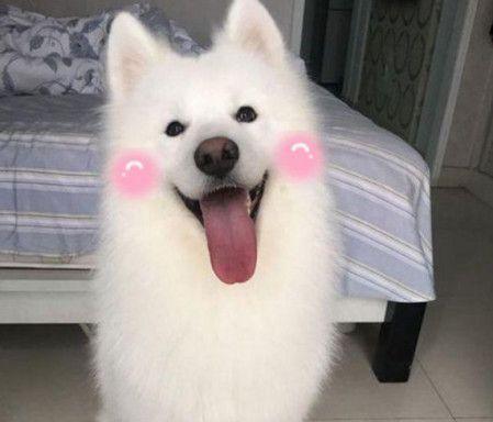 萨摩耶犬毛剪下来能做什么?(剪下的萨摩耶犬毛有哪些用途?)(图3) 萨摩耶犬毛剪下来能做什么?(剪下的萨摩耶犬毛有哪些用途?)(图3)