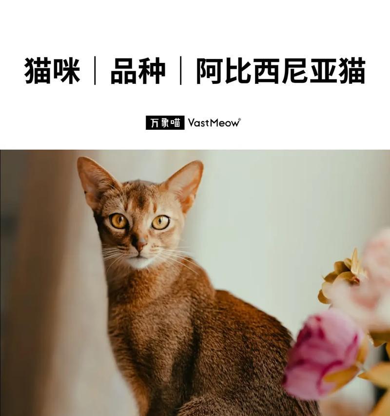 猫的品种代表了什么意思?(探究不同猫品种的象征意义)(图3) 猫的品种代表了什么意思?(探究不同猫品种的象征意义)(图3)