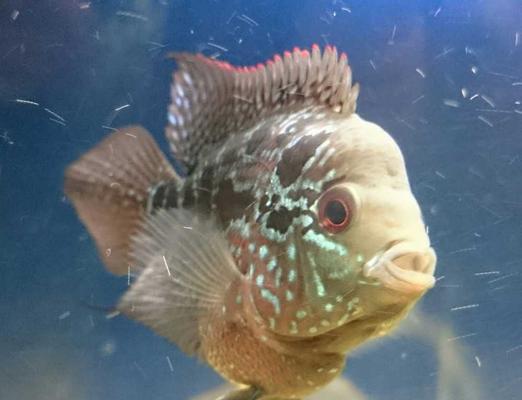 小罗汉为什么吃食还死?(揭开小罗汉死于饮食的谜团)(图3) 小罗汉为什么吃食还死?(揭开小罗汉死于饮食的谜团)(图3)