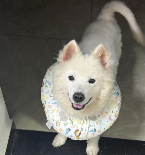 萨摩耶犬毛剪下来能做什么？（剪下的萨摩耶犬毛有哪些用途？） - 悠悠酷狗网