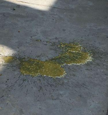 小奶狗为什么会拉稀？（探究拉稀原因与解决办法） - 悠悠酷狗网