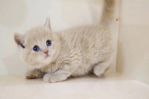 犬猫脊髓受压(图2)