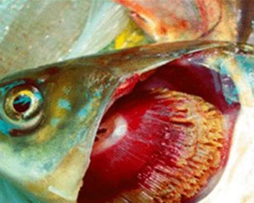 食用烂鳃病鱼的危害大揭秘(烂鳃病鱼带来的身体健康隐患详解)(图3) 食用烂鳃病鱼的危害大揭秘(烂鳃病鱼带来的身体健康隐患详解)(图3)