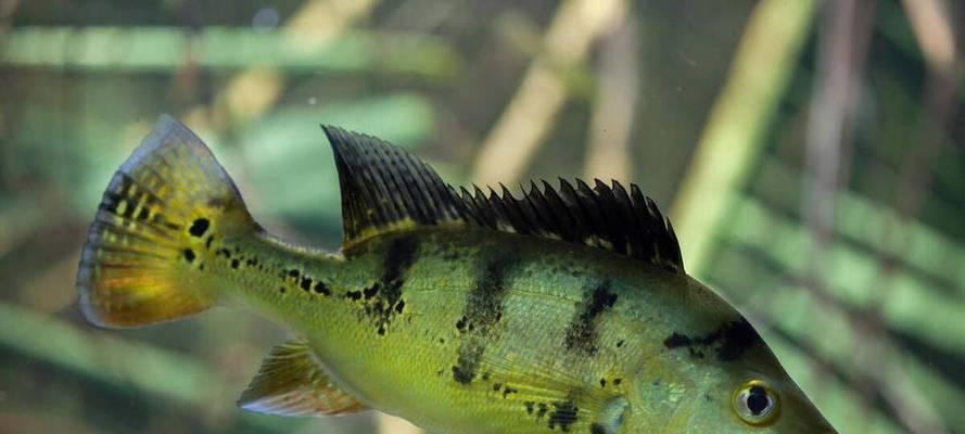 食用烂鳃病鱼的危害大揭秘（烂鳃病鱼带来的身体健康隐患详解） - 悠悠酷狗网