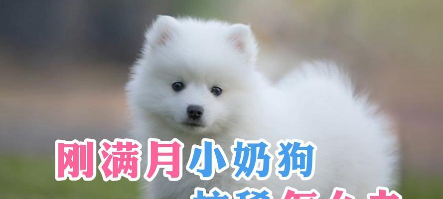 小奶狗为什么会拉稀?(探究拉稀原因与解决办法)(图2) 小奶狗为什么会拉稀?(探究拉稀原因与解决办法)(图2)