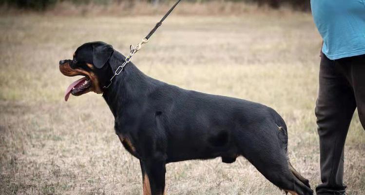 罗威纳犬产后饮食指南(营养均衡的饮食是母犬产后恢复的关键)(图2) 罗威纳犬产后饮食指南(营养均衡的饮食是母犬产后恢复的关键)(图2)