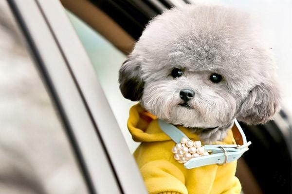 犬晕车症 - 悠悠酷狗网