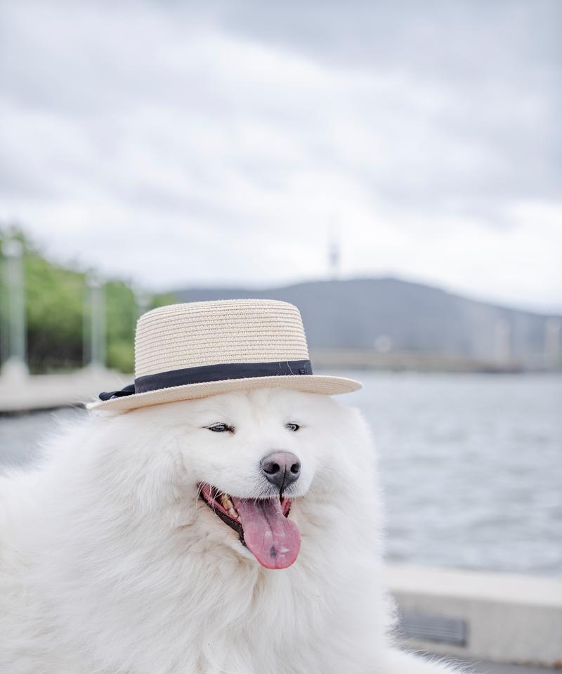 萨摩耶犬毛剪下来能做什么?(剪下的萨摩耶犬毛有哪些用途?)(图2) 萨摩耶犬毛剪下来能做什么?(剪下的萨摩耶犬毛有哪些用途?)(图2)