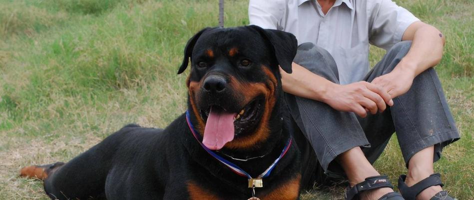 罗威纳犬产后饮食指南（营养均衡的饮食是母犬产后恢复的关键） - 悠悠酷狗网