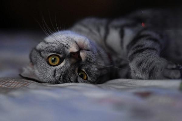 犬日射病和热射病(图2)