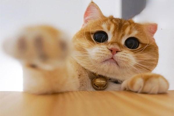 犬猫脑积水(图2)