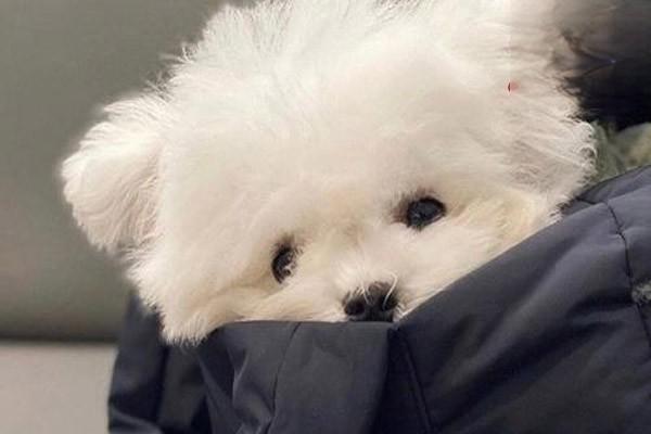 犬猫脑震荡及脑挫伤 - 悠悠酷狗网