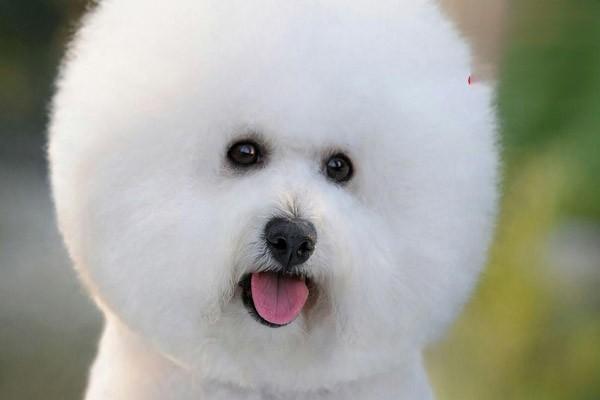 犬猫脑积水 - 悠悠酷狗网