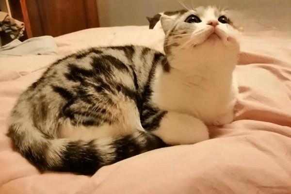 犬猫脊髓挫伤及脊髓震荡(图2)