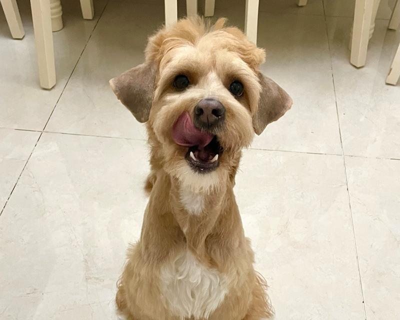 探索雪纳瑞胡子黄之谜（揭开雪纳瑞胡子黄的养护秘籍） - 悠悠酷狗网