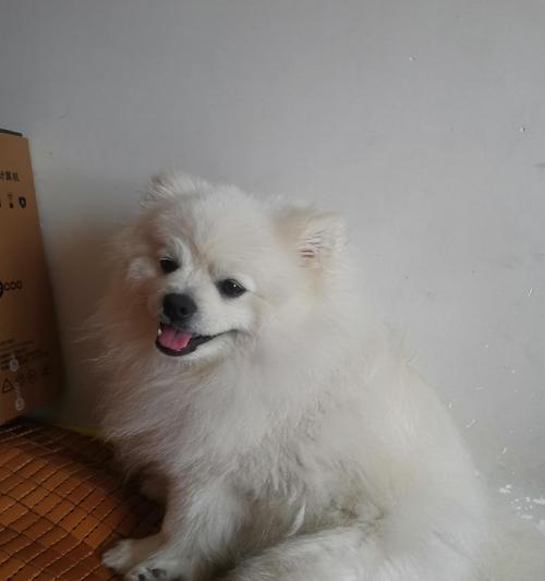 狗狗毛发突然变白？原因解析！（探寻狗狗毛发变白的奥秘及相关调理方法）(图1)