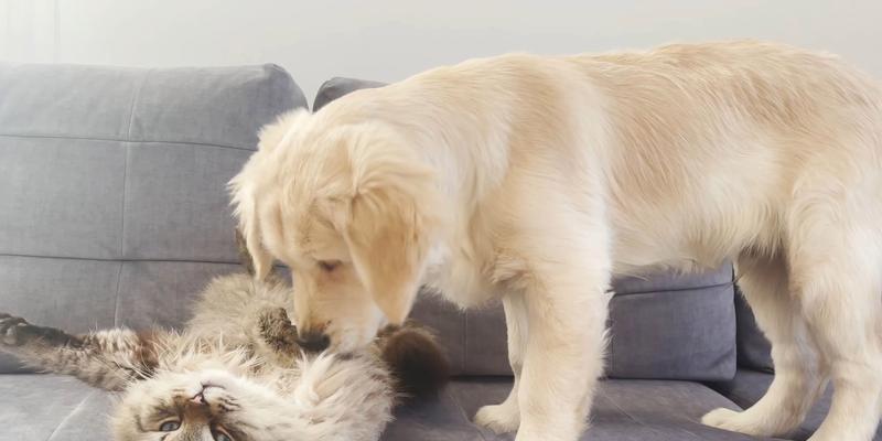 金毛犬为什么喜欢舔自己？（探究金毛犬舔自己的原因及其影响）(图1)