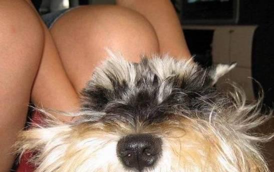 探索雪纳瑞胡子黄之谜（揭开雪纳瑞胡子黄的养护秘籍）(图2)