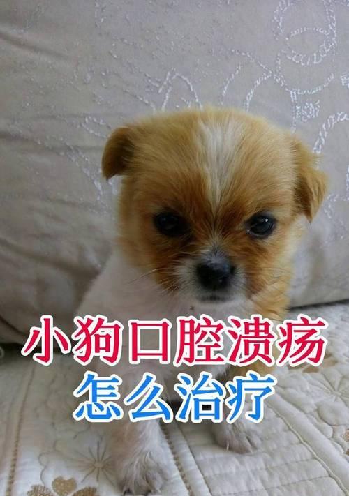 狗口腔溃疡的治疗方法（有效药物缓解口腔溃疡不适）(图2)