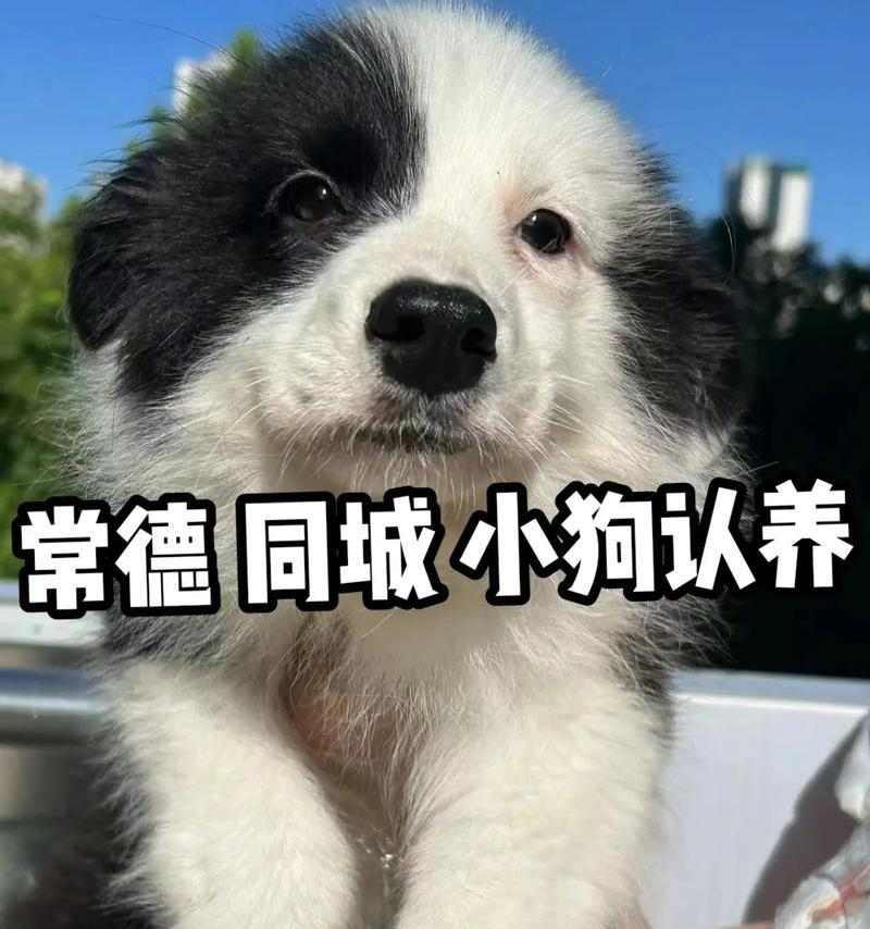 小狗为什么会抖？（探究小狗抖动的原因及其影响）(图1)