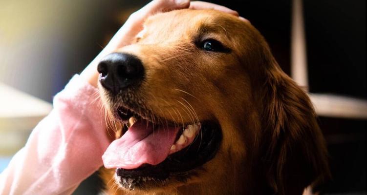 边牧与金毛的混血犬（深入探索边牧与金毛混血犬的特征和魅力） - 悠悠酷狗网