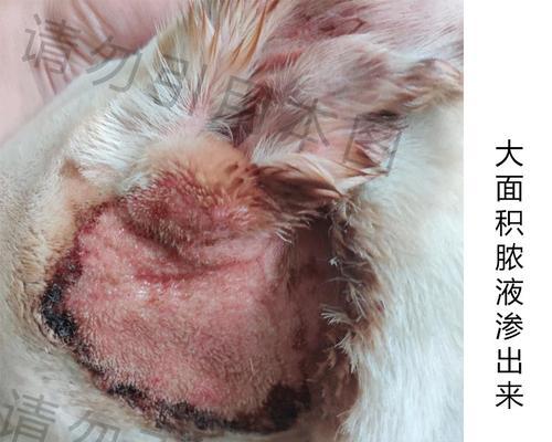 狗焦虫病（了解狗焦虫病的表现及如何保护你的宠物）(图1)