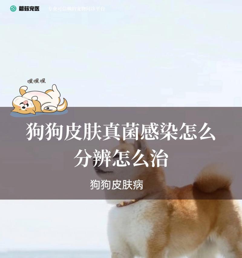 狗得真菌的饮食禁忌（保护你的爱犬远离真菌侵袭的关键）(图3)