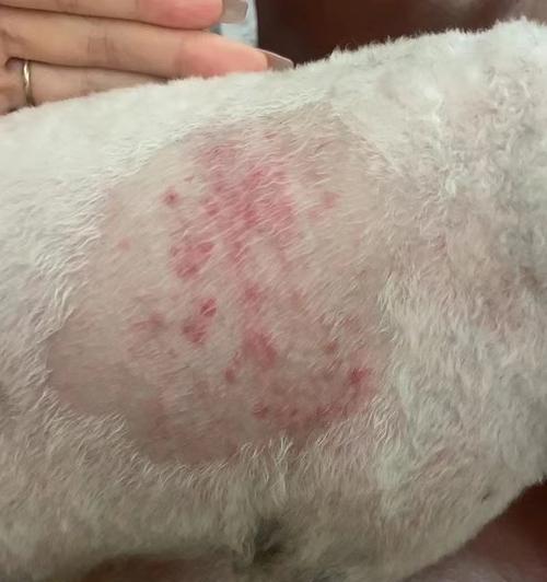 狗得真菌的饮食禁忌（保护你的爱犬远离真菌侵袭的关键） - 悠悠酷狗网