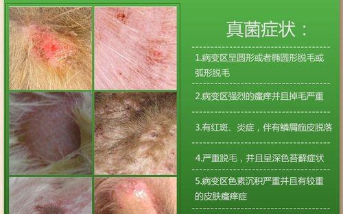 狗得真菌的饮食禁忌（保护你的爱犬远离真菌侵袭的关键）(图2)