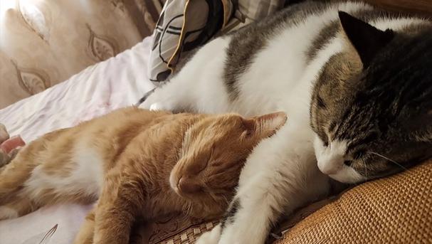 小猫为何喜欢趴在人身上睡觉？（揭秘小猫迷人的行为习惯与心理动机） - 悠悠酷狗网