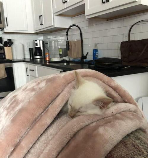 小猫为何喜欢趴在人身上睡觉？（揭秘小猫迷人的行为习惯与心理动机）(图2)