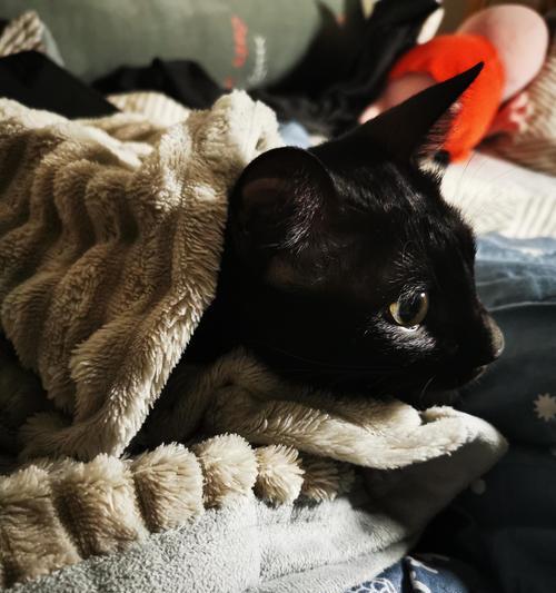 小猫为何喜欢趴在人身上睡觉？（揭秘小猫迷人的行为习惯与心理动机）(图3)