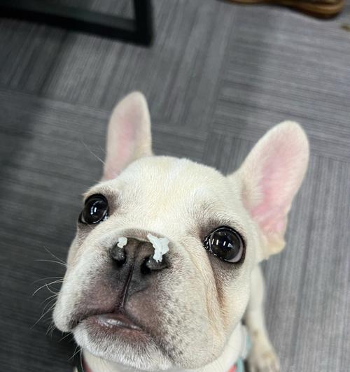 法斗断尾的辩论与实践(探索法斗尾部截断现象的原因、影响和伦理背景)(图3) 法斗断尾的辩论与实践(探索法斗尾部截断现象的原因、影响和伦理背景)(图3)