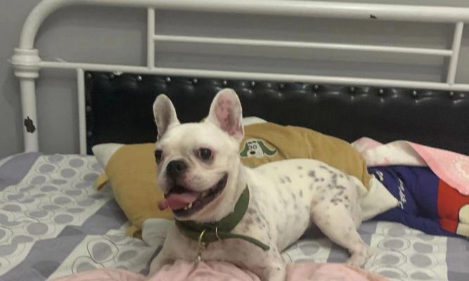 法斗断尾的辩论与实践(探索法斗尾部截断现象的原因、影响和伦理背景)(图2) 法斗断尾的辩论与实践(探索法斗尾部截断现象的原因、影响和伦理背景)(图2)