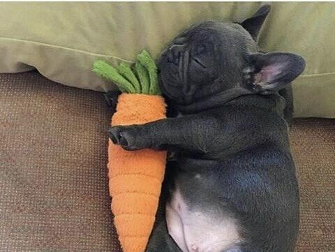 法斗断尾的辩论与实践（探索法斗尾部截断现象的原因、影响和伦理背景） - 悠悠酷狗网