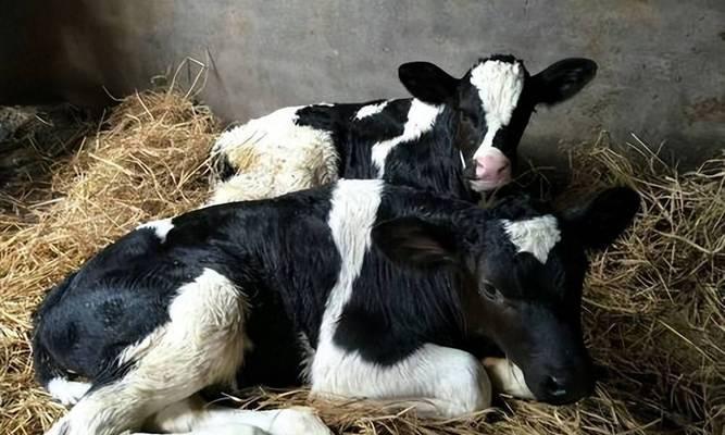 八哥犬的断奶时间及注意事项（了解八哥犬断奶时间，让宝宝更健康）(图3)