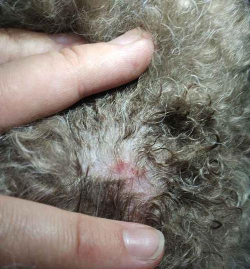 泰迪腿摔了后如何选择合适的药物治疗(了解泰迪摔腿常见药物,有效帮助宠物康复)(图2) 泰迪腿摔了后如何选择合适的药物治疗(了解泰迪摔腿常见药物,有效帮助宠物康复)(图2)