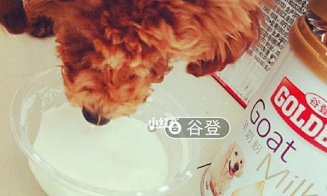 泰迪腿摔了后如何选择合适的药物治疗（了解泰迪摔腿常见药物，有效帮助宠物康复） - 悠悠酷狗网