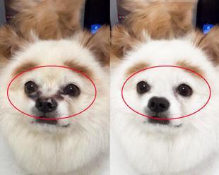 泰迪流眼泪药物治疗探究（了解泰迪流眼泪药物及应对方法，保护宠物眼睛健康）(图2)