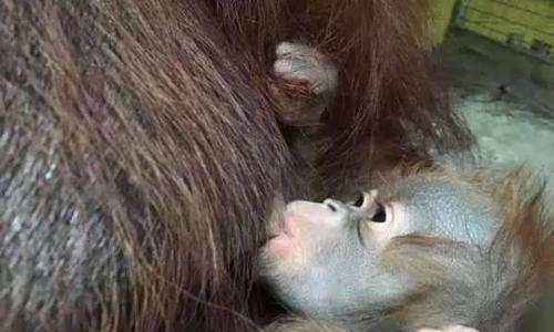 八哥犬的断奶时间及注意事项（了解八哥犬断奶时间，让宝宝更健康） - 悠悠酷狗网