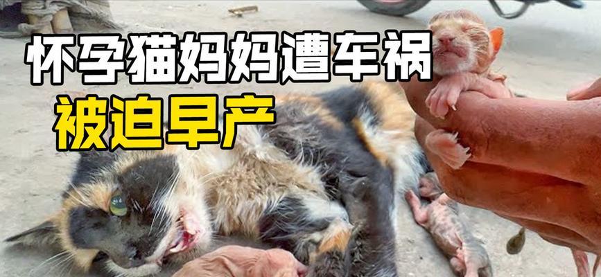 猫的易遭遇车辆撞击之原因（解析猫咪易遭遇车祸的主要原因及预防措施） - 悠悠酷狗网