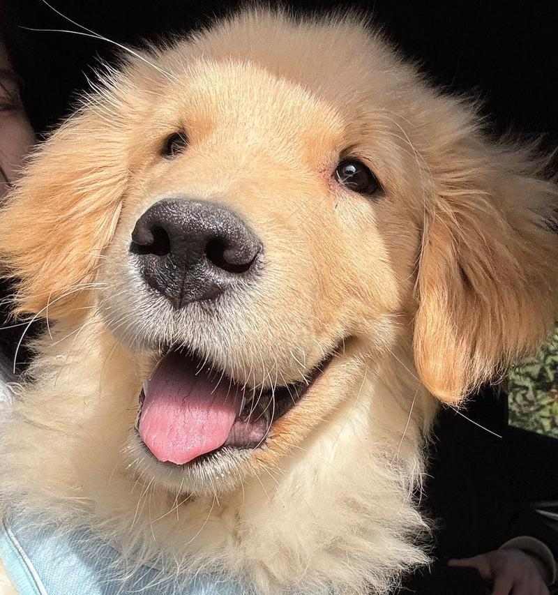 最乖又很小的狗狗品种（探索哪些狗狗既聪明乖巧又体型小巧可爱）(图2)