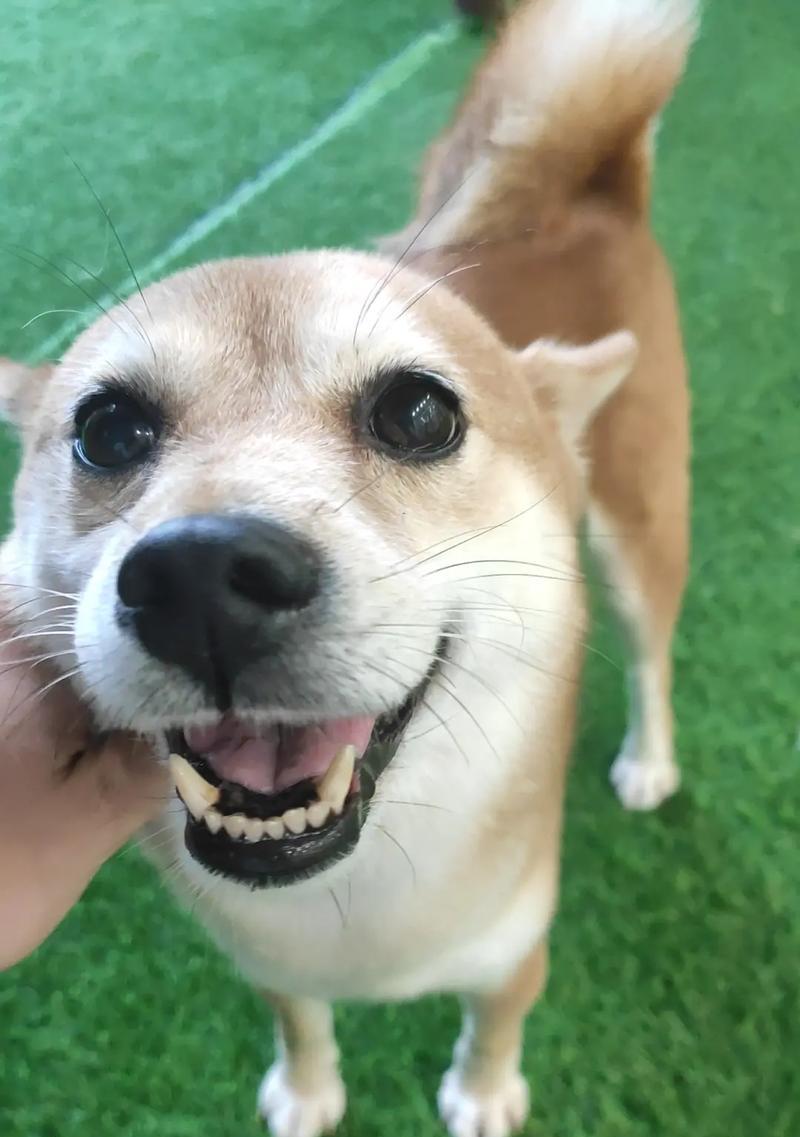 最乖又很小的狗狗品种（探索哪些狗狗既聪明乖巧又体型小巧可爱） - 悠悠酷狗网