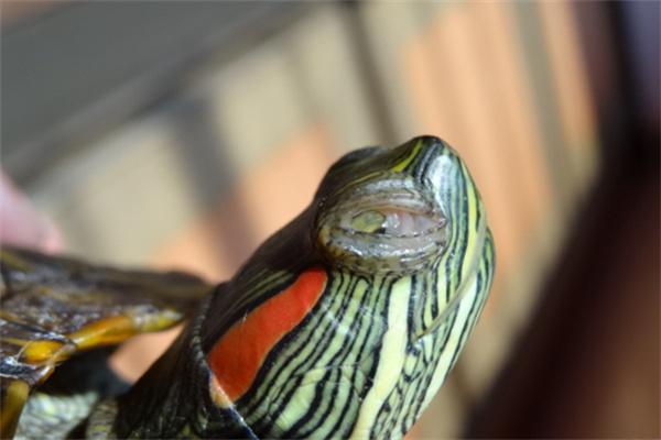 乌龟白眼病的症状(图1)